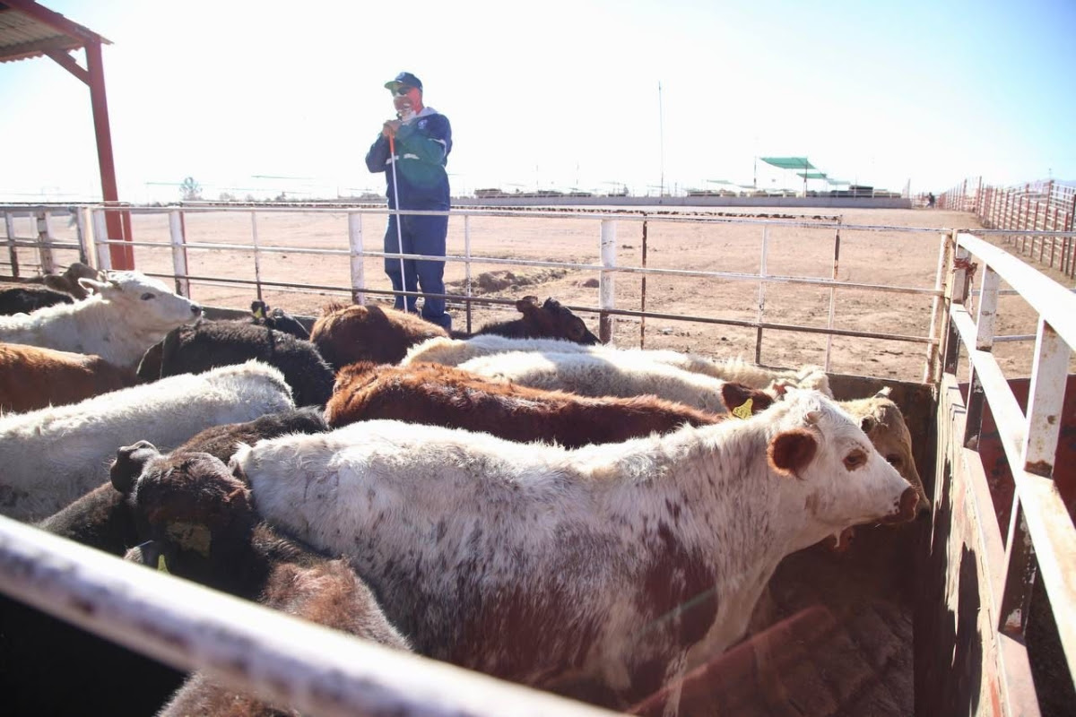 Se reactiva cruce total de ganado por frontera de Sonora